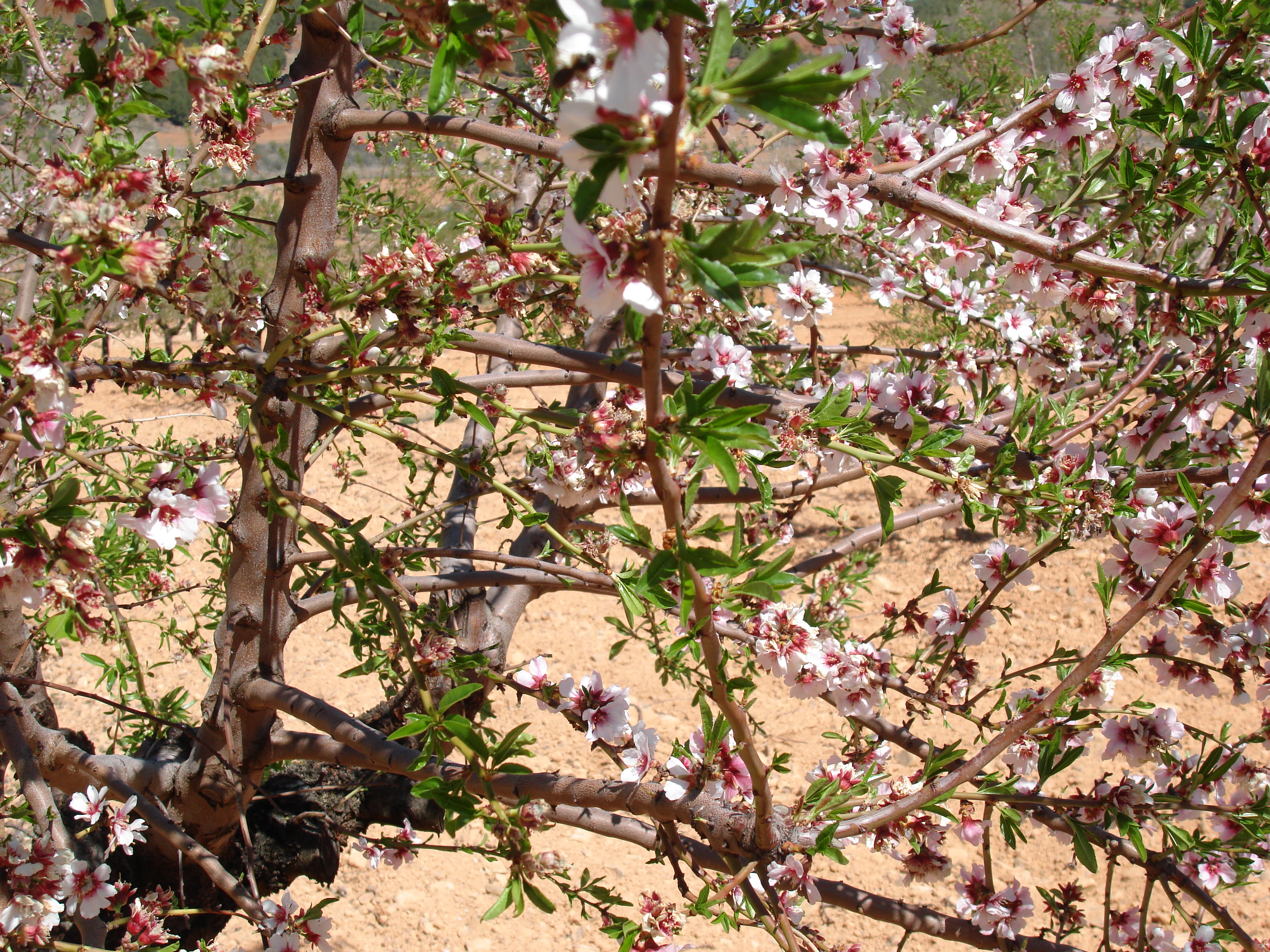 Melocotón en flor
